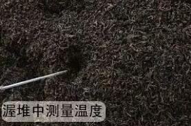 制茶专用好色先生IOS破解版