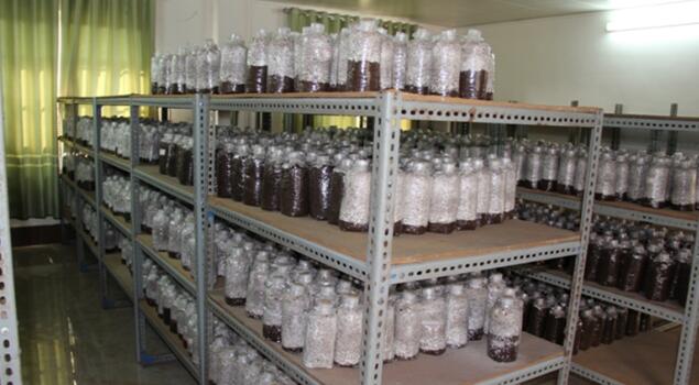 菌种培养蒸汽发生器 菌种培养蒸汽发生器