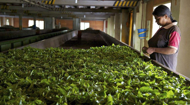 普洱茶杀青烘干蒸汽发生器 普洱茶杀青烘干蒸汽发生器