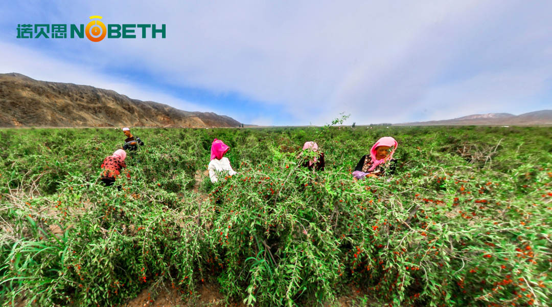 好色先生IOS破解版