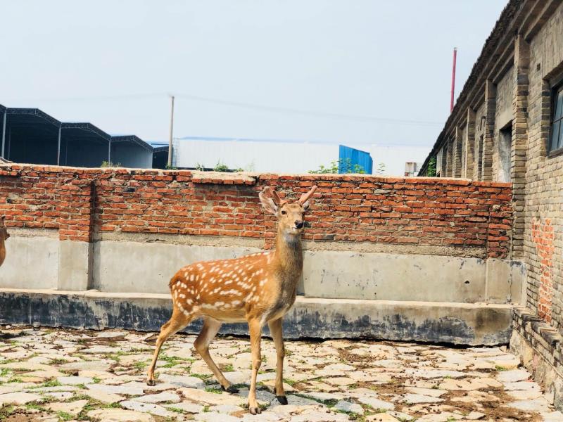 自己养殖梅花鹿自己生产的鹿血鹿茸酒厂 自己养殖梅花鹿自己生产的鹿血鹿茸酒厂