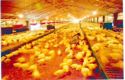 养鸡场面积大，保暖难度强，使用蒸汽发生器就能解决
