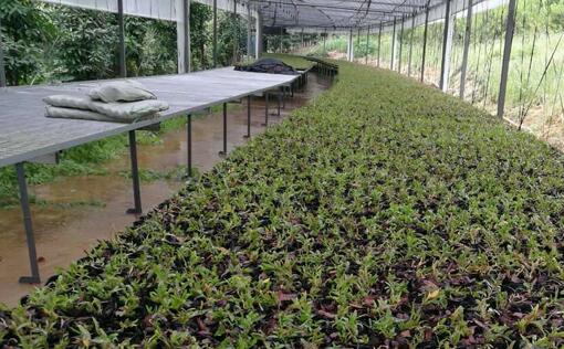 铁皮石斛培养种植基地采购好色先生污版APP电蒸汽发生器供培养基加温消毒