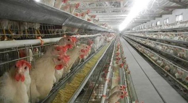 湖北省鸡舍养殖蒸汽锅炉投入使用，冬季传染病全部走开！