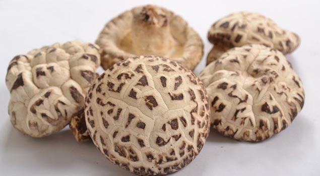 香菇烘干蒸汽发生器助香菇营养价值高几番！